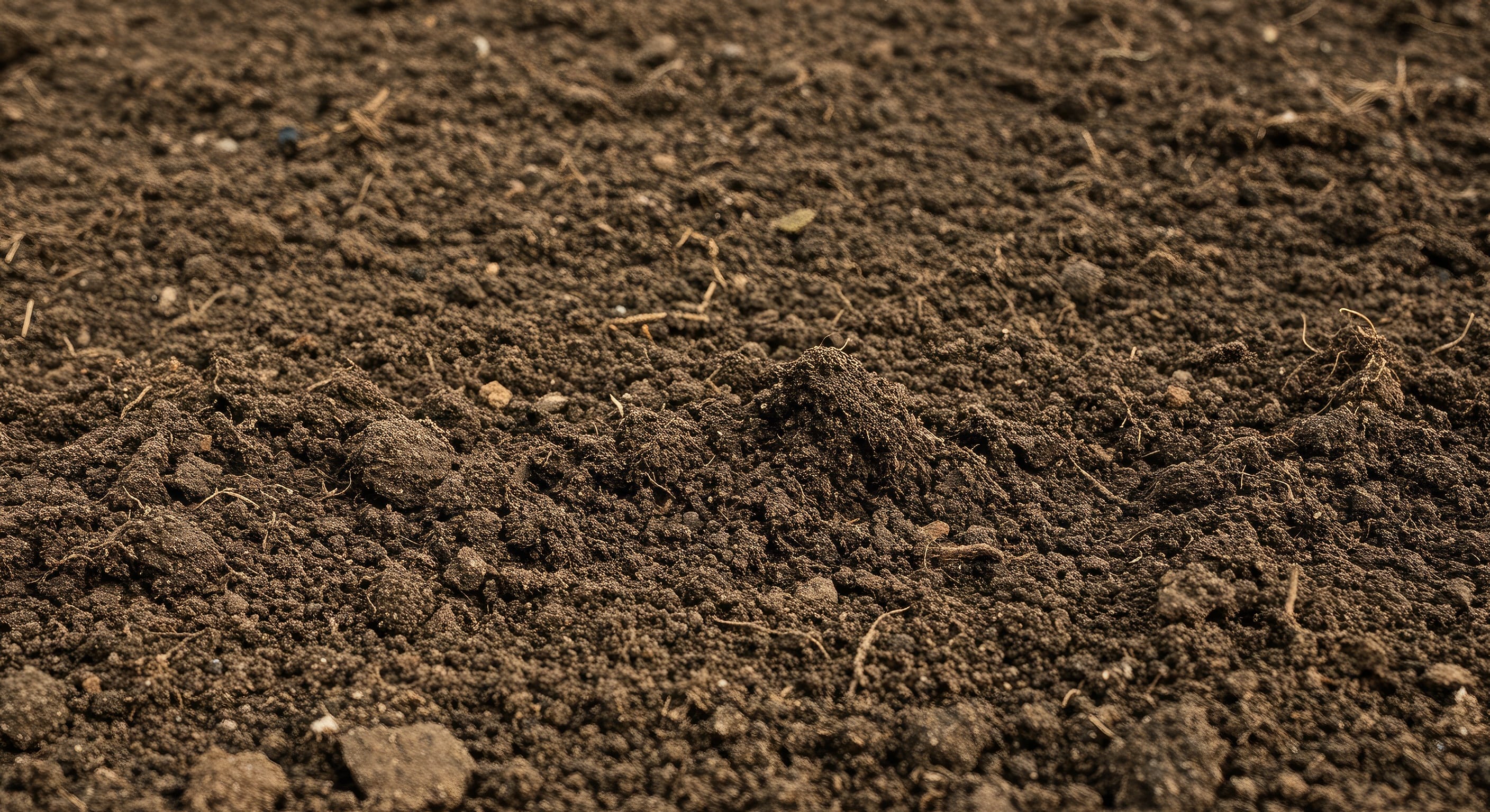 Brown soil with leaves, stones, and small sticks scattered throughout it.