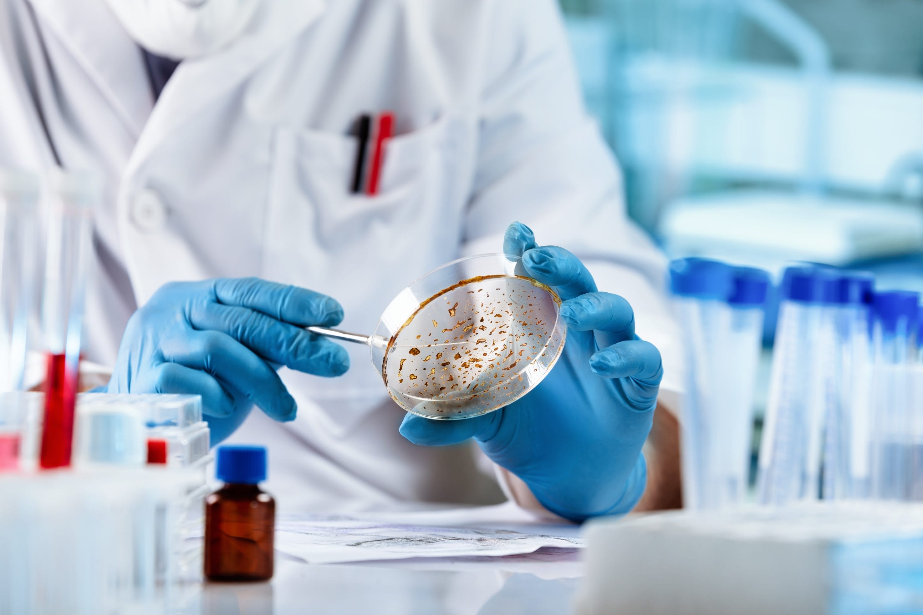 A person in a lab coat and blue gloves using a Petri dish to do testing on mold.