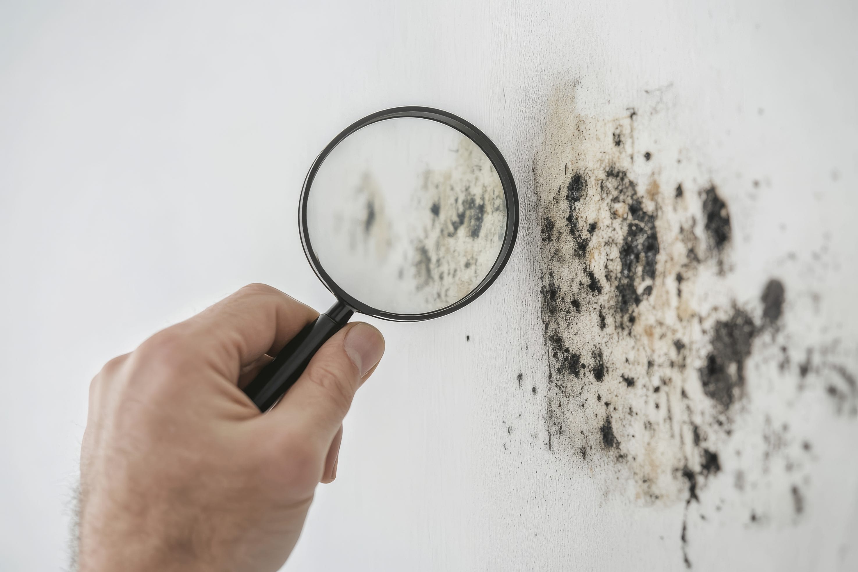 A hand holding a magnifying glass to look at brown and green mold on a white wall.